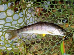 ヤマメの釣果