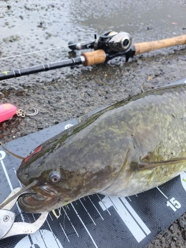 ナマズの釣果
