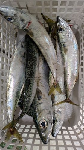 サバの釣果