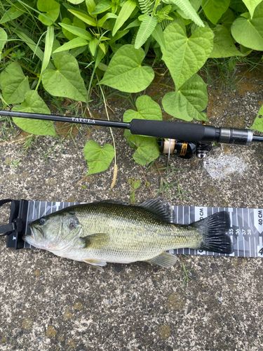 ブラックバスの釣果