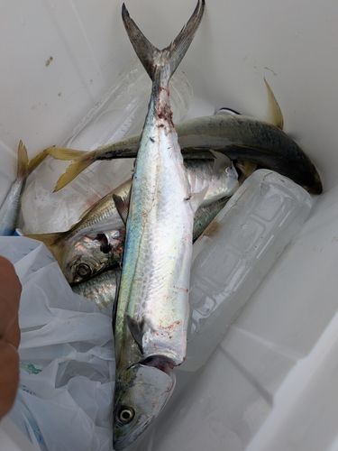 サゴシの釣果