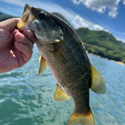 スモールマウスバス