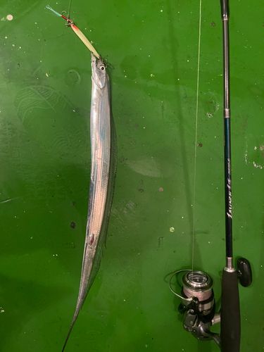 タチウオの釣果