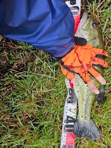 ブラックバスの釣果