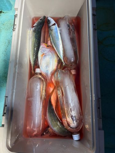 マイカの釣果