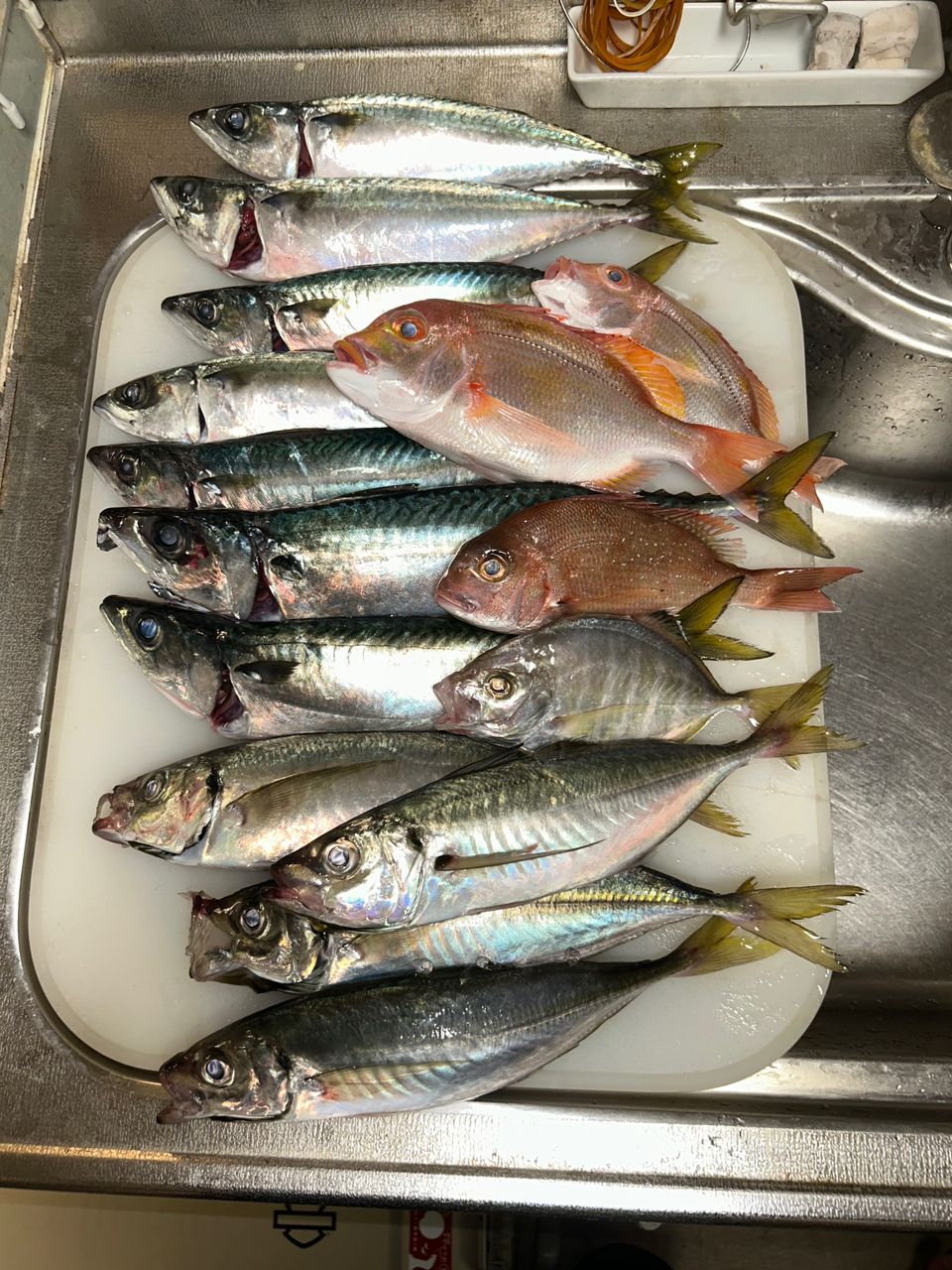 ロードグライダーさんの釣果 3枚目の画像