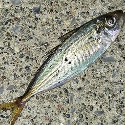 アジ