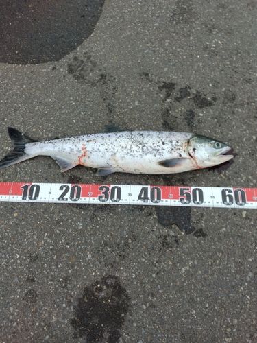 アキアジの釣果