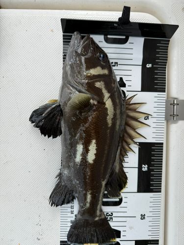 イシナギの釣果