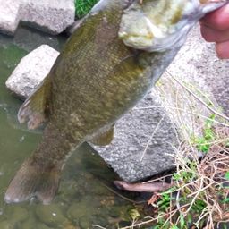 スモールマウスバス