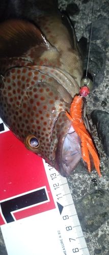 オオモンハタの釣果