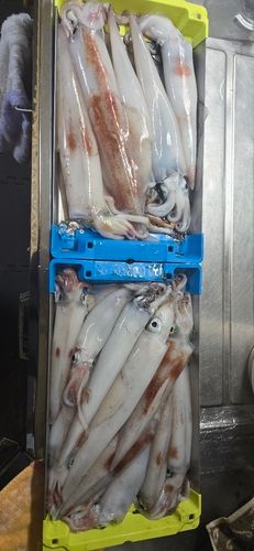 ケンサキイカの釣果