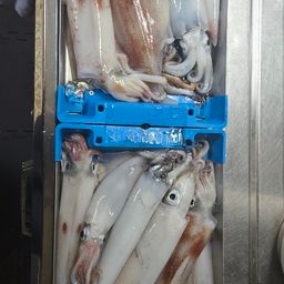 ケンサキイカ