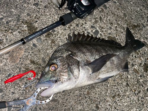 クロダイの釣果