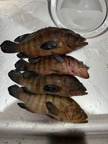 ヤミハタの釣果