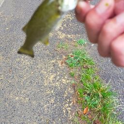 スモールマウスバス