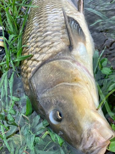 コイの釣果