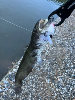 ニホンナマズの釣果