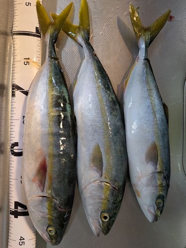 ハマチの釣果