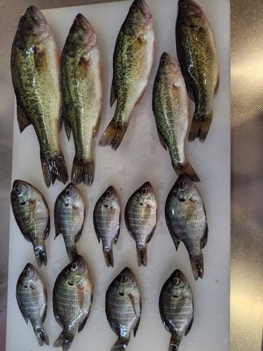 ラージマウスバスの釣果