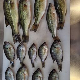 ラージマウスバス