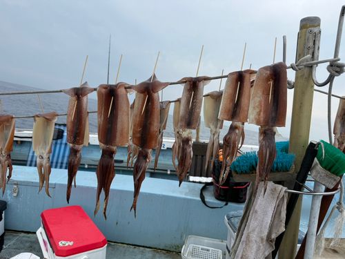 スルメイカの釣果
