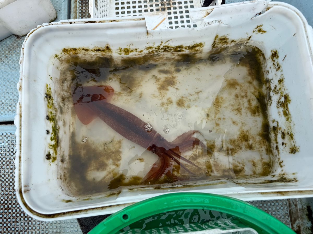 すぎっち0130さんの釣果 2枚目の画像