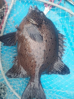 イシガキダイの釣果