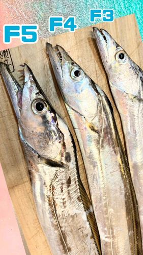 タチウオの釣果