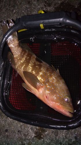 キジハタの釣果