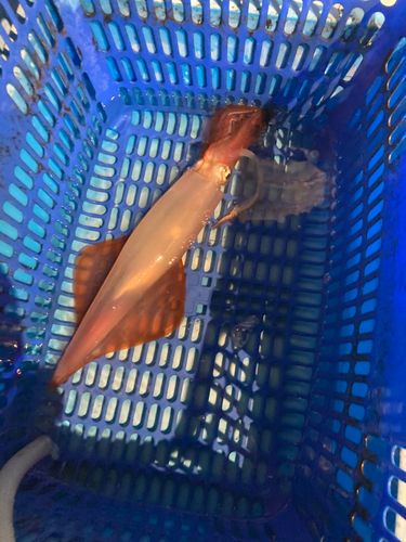 ケンサキイカの釣果