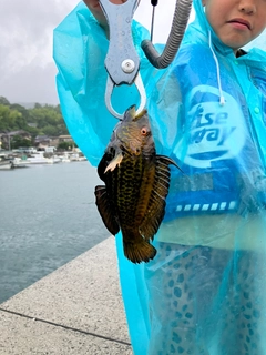 オハグロベラの釣果
