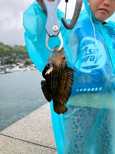オハグロベラの釣果