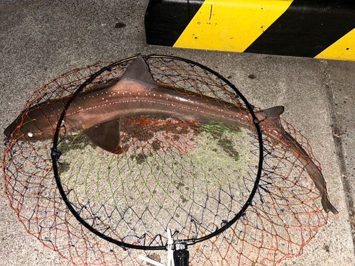 ホシザメの釣果