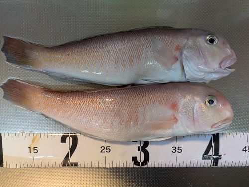 ハマチの釣果