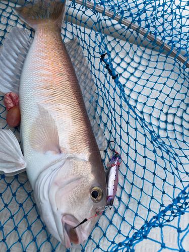 シロアマダイの釣果
