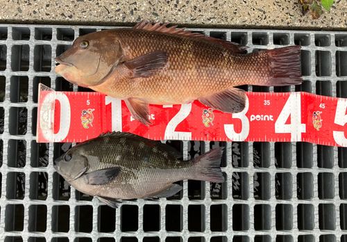 コブダイの釣果