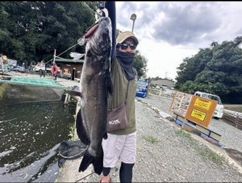 アメリカナマズの釣果