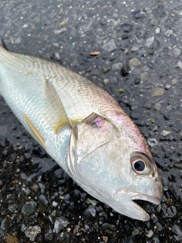 イシモチの釣果