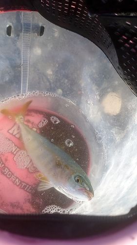ワカシの釣果