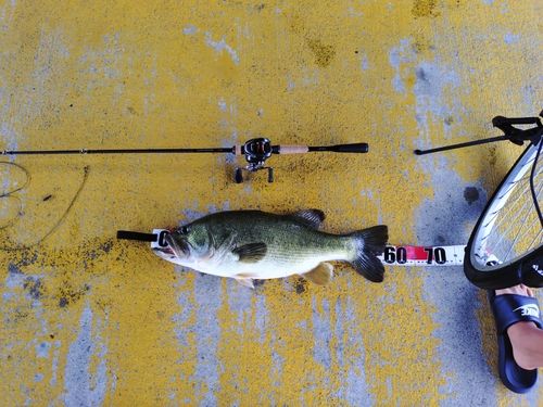 ラージマウスバスの釣果
