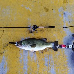 ラージマウスバス