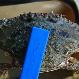 タイワンガザミ