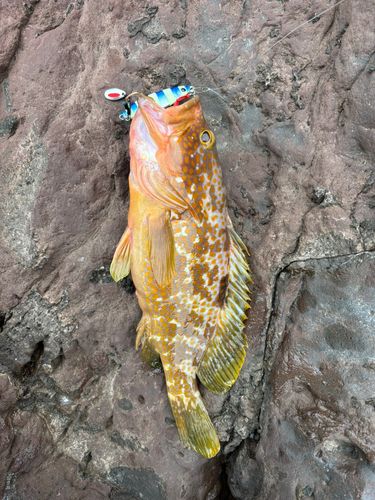 キジハタの釣果