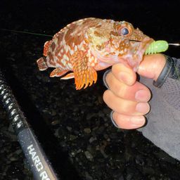 カサゴ