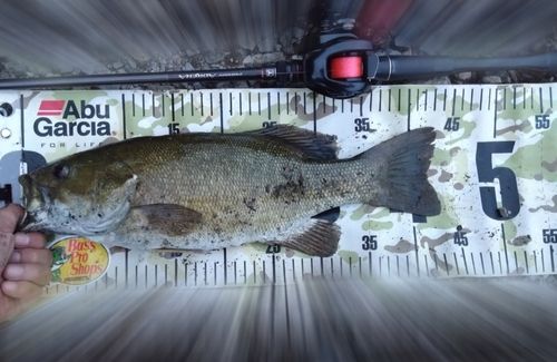 スモールマウスバスの釣果