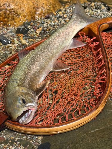 エゾイワナの釣果