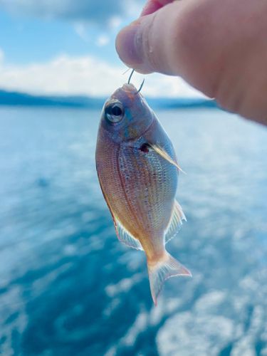 チャリコの釣果