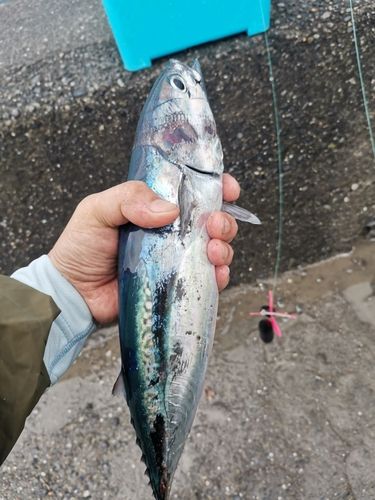 ソウダガツオの釣果