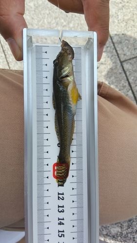 ハゼの釣果